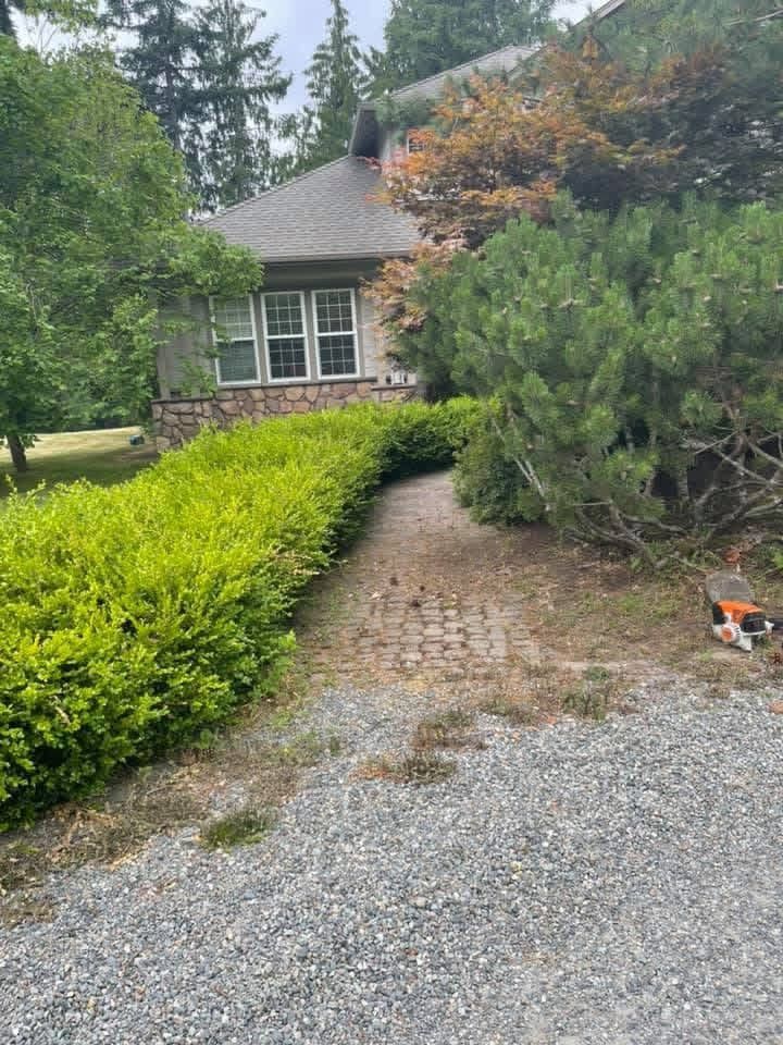 Before: overgrown hedge and weedy walkway
