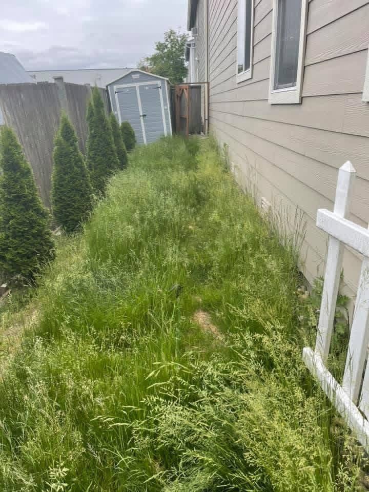 Before: knee-high grass in a side yard