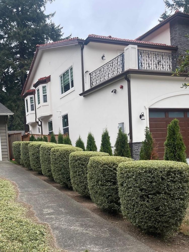 After: row of shrubs trimmed into clean rounded shapes