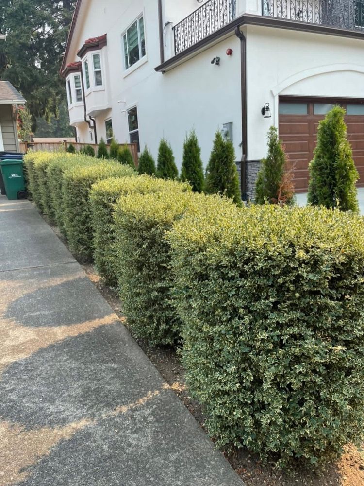 Before: row of shaggy, untrimmed shrubs