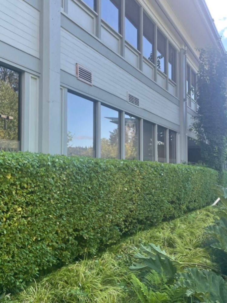 After: long hedge trimmed flat and even
