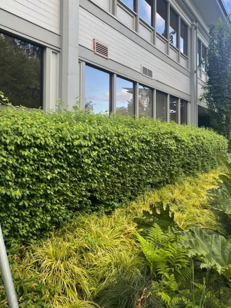 Before: long hedge grown out and uneven