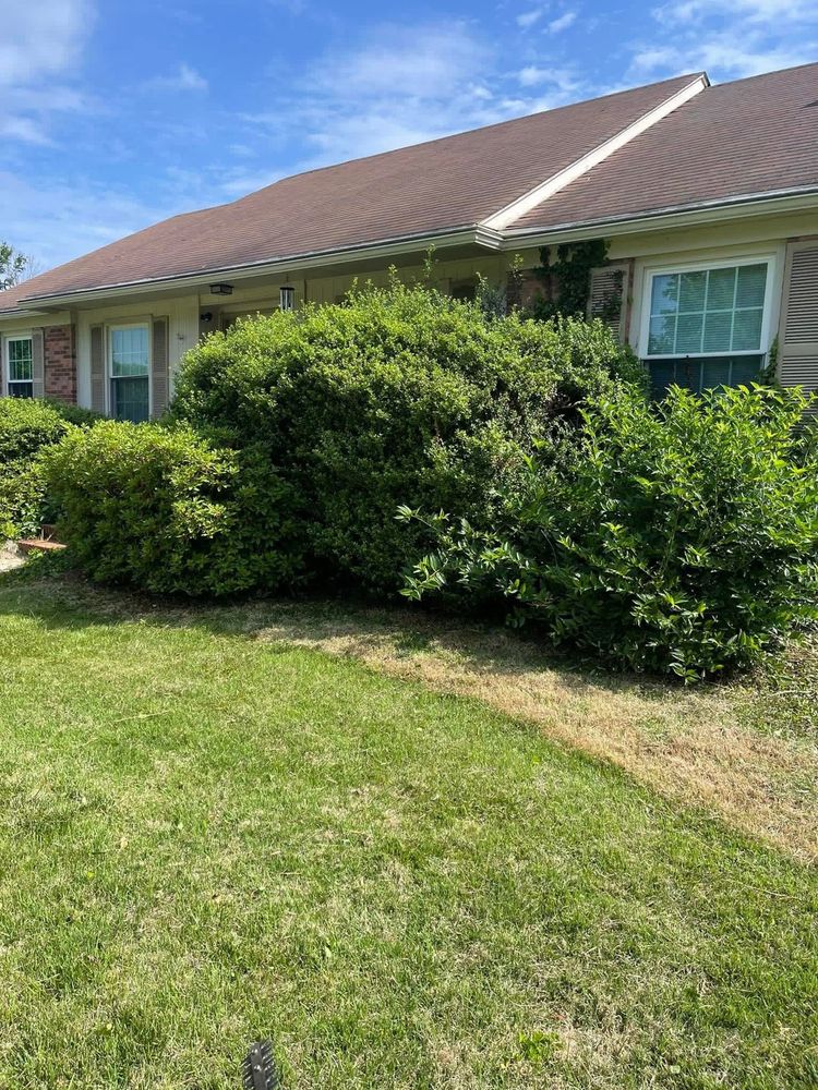 Before: overgrown shrubs in front of a brick house